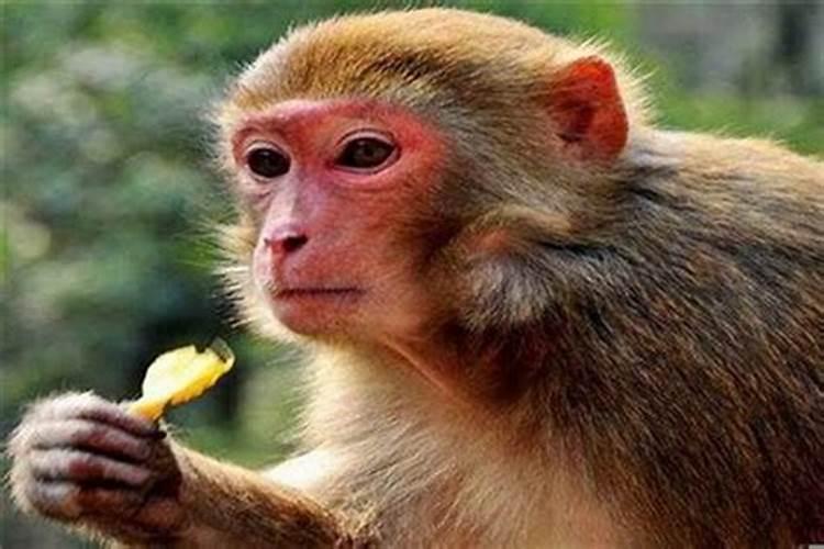属相猴的幸运花是什么？属猴的适合养什么花，适合什么颜色的