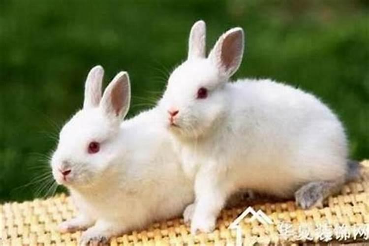 属兔的三合和六个合生肖是什么？属兔和什么属相合