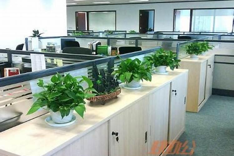 办公室放植物有什么讲究？办公室摆放的植物