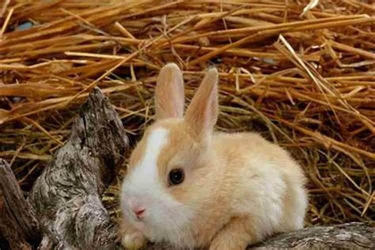 养宠物兔子十大禁忌 养兔子的常识和禁忌
