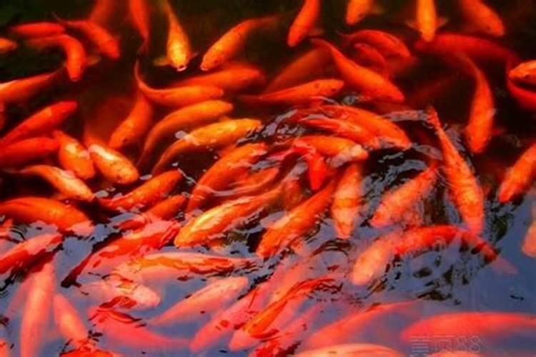 梦到红色的鲤鱼是什么意思