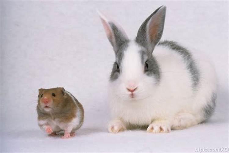 老鼠和兔八字合吗