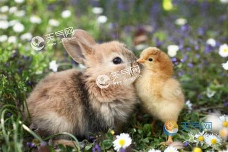 兔子和鸡会成为朋友吗