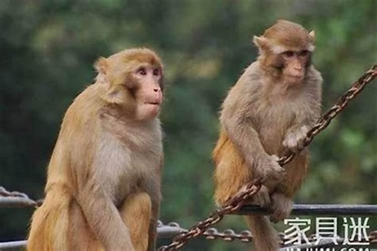 80年女猴有几次婚姻，最后一次在多少岁
