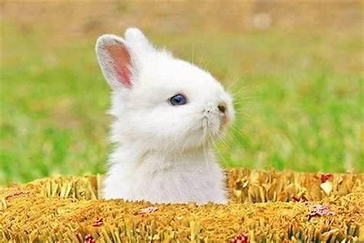 属兔适合生个啥属相的宝宝，属兔的爸爸生什么属相的宝宝好