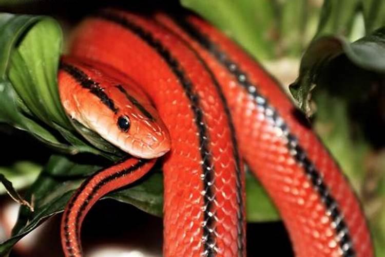孕妇梦见红色的蛇是什么意思