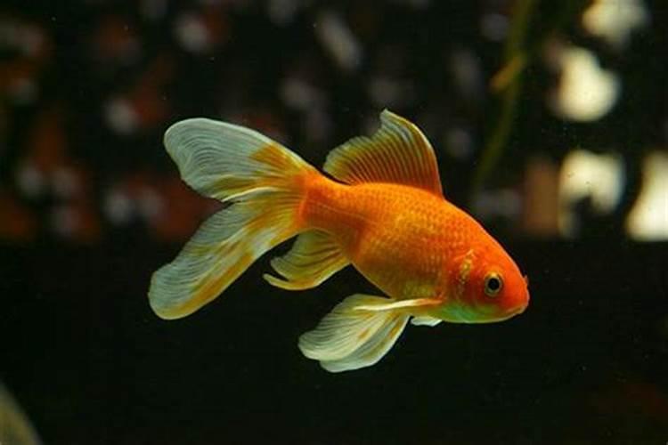 梦见红色金鱼和黑色的鱼在水里游