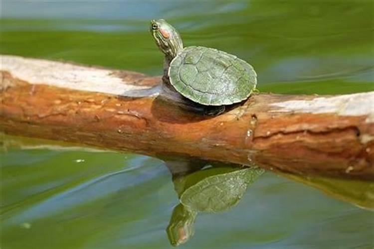 梦见好多乌龟有大的还有小的
