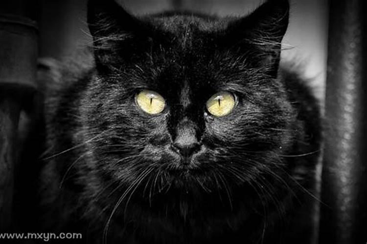 梦见黑猫扑在自己身上