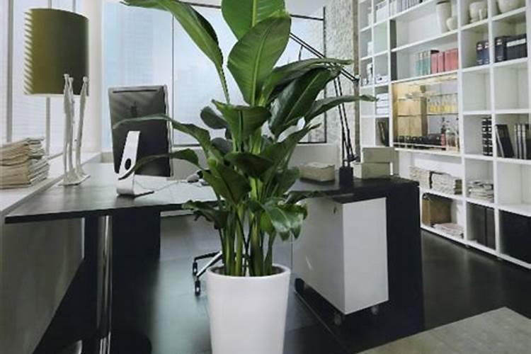 办公室风水：如何选择适合的植物？