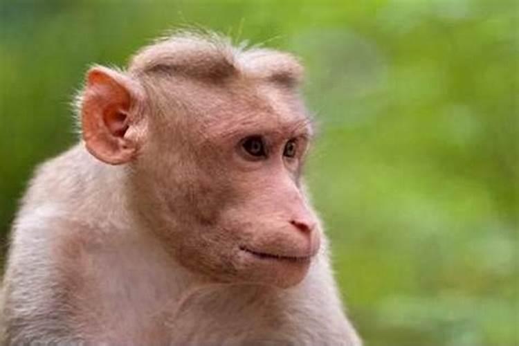 猴年犯太岁，如何化解烦恼？——属猴命理解析与应对策略？