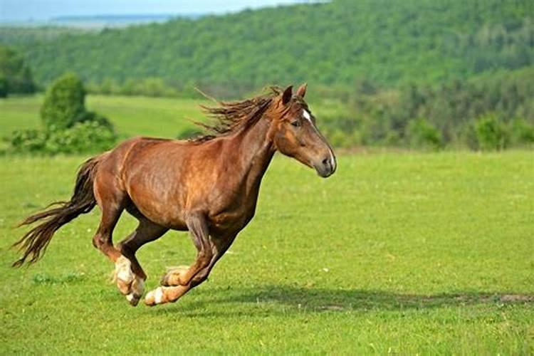 梦见马在草原上奔跑