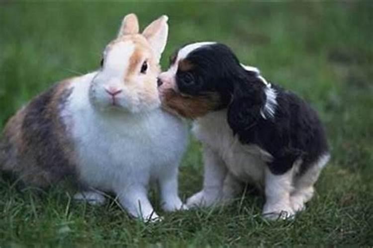 生肖兔和狗合婚吗