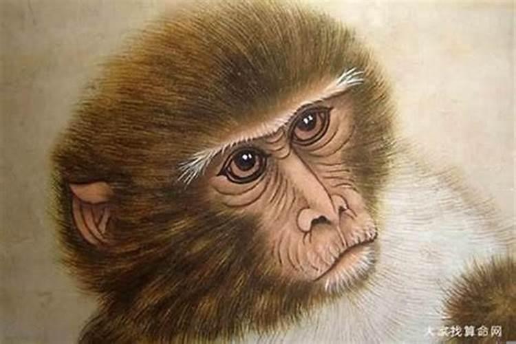 揭秘属猴的冲太岁：命理解析与应对策略
