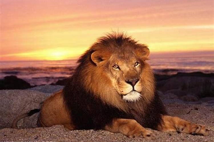 梦见狮子是什么预兆