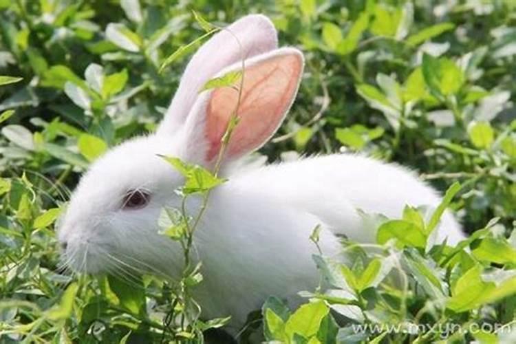 梦见兔子是胎梦吗
