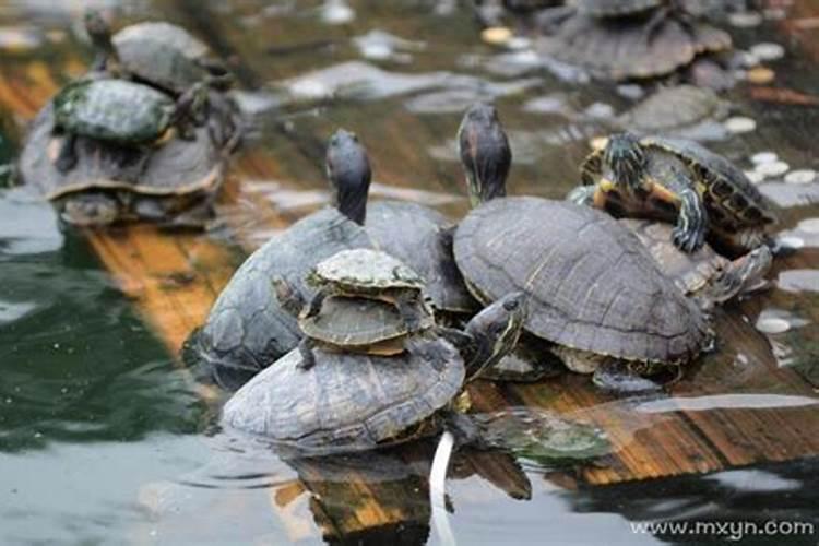 梦见很多乌龟在池塘里游泳