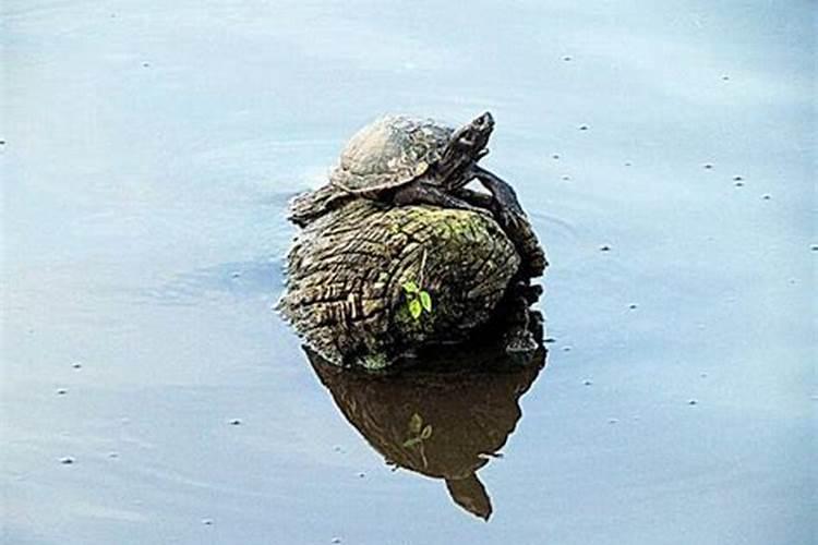 梦见岸边没有壳的乌龟