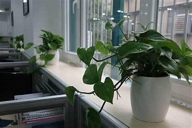 办公室最旺风水植物