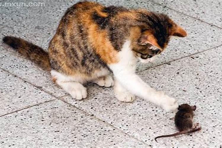 梦见猫捉到老鼠是什么预兆