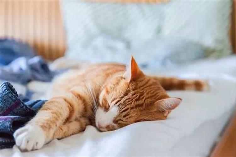 梦见猫在衣柜里睡觉