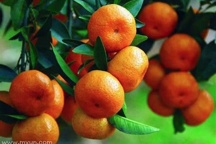 梦见橘子是什么意思