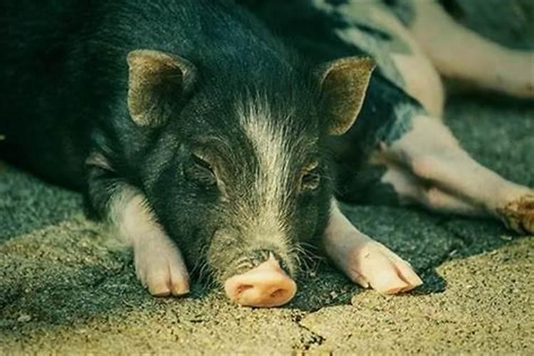 梦见猪吃猪是什么意思