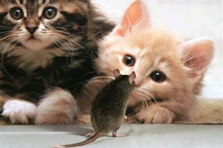 梦见老鼠和猫是什么意思解梦
