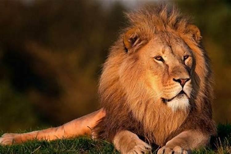 梦见狮子是什么预兆周公