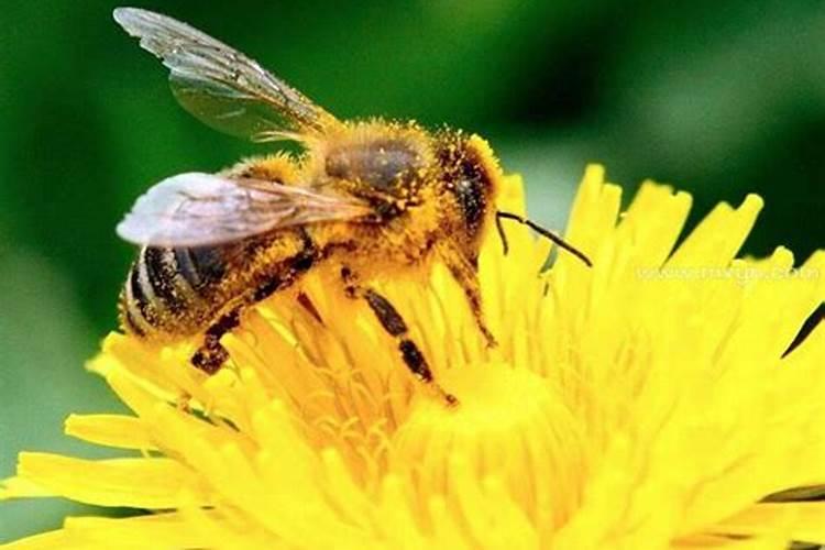梦到被一群蜜蜂蛰是什么意思